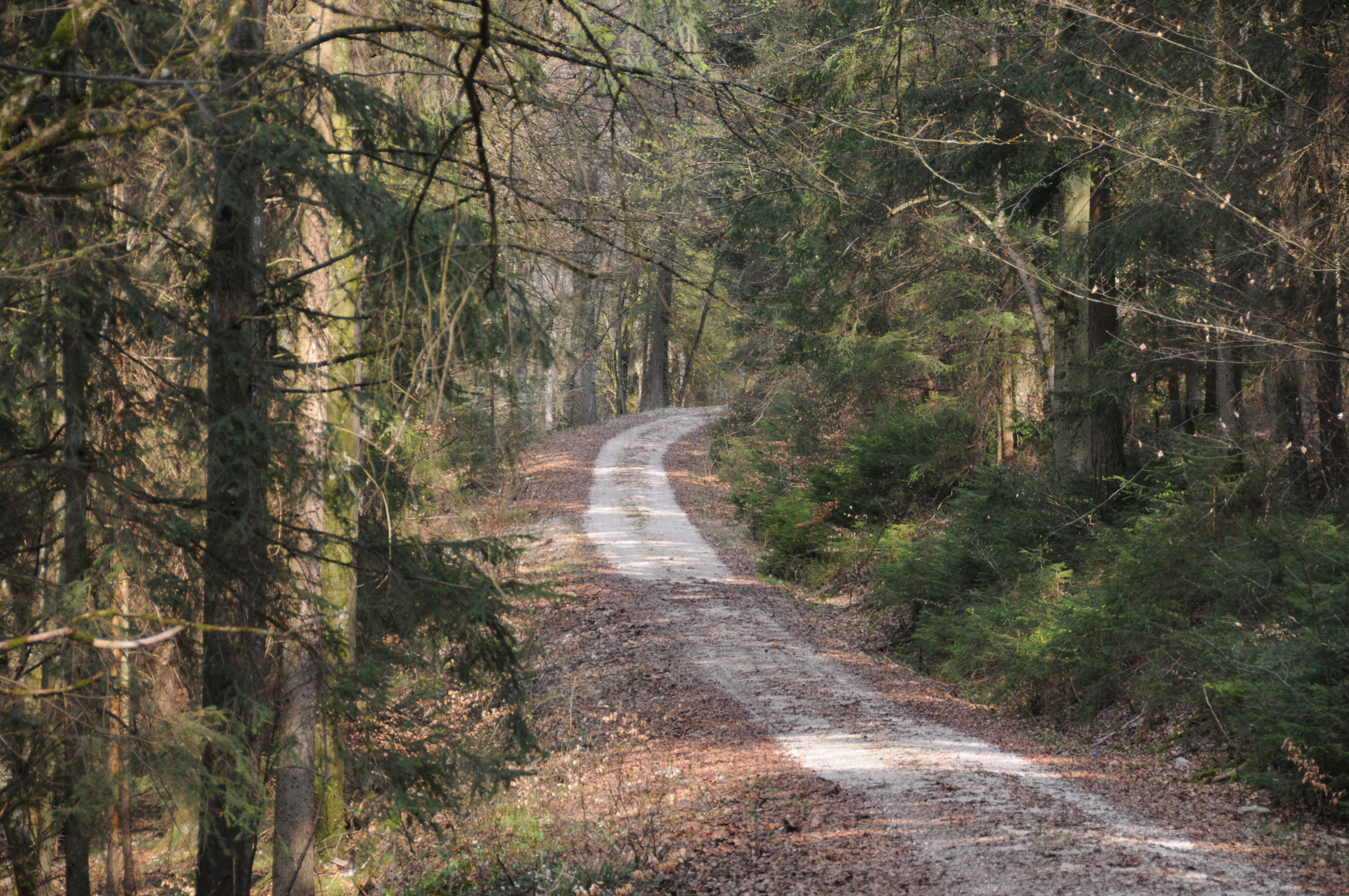 Forstweg im Wald von Rögling